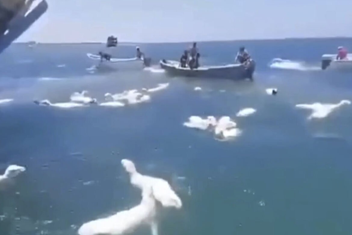 «Απόκοσμοι Κολυμβητές: Εκατοντάδες Πρόβατα Στην Υεμένη Βουτούν στη Θάλασσα (Βίντεο)»