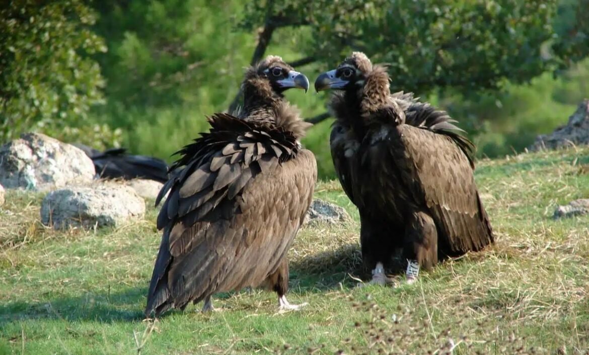 «Εντυπωσιακή Ανάκαμψη: Ρεκόρ Πληθυσμού Μαυρόγυπα στο Εθνικό Πάρκο Δαδιάς Μετά την Καταστροφική Πυρκαγιά»