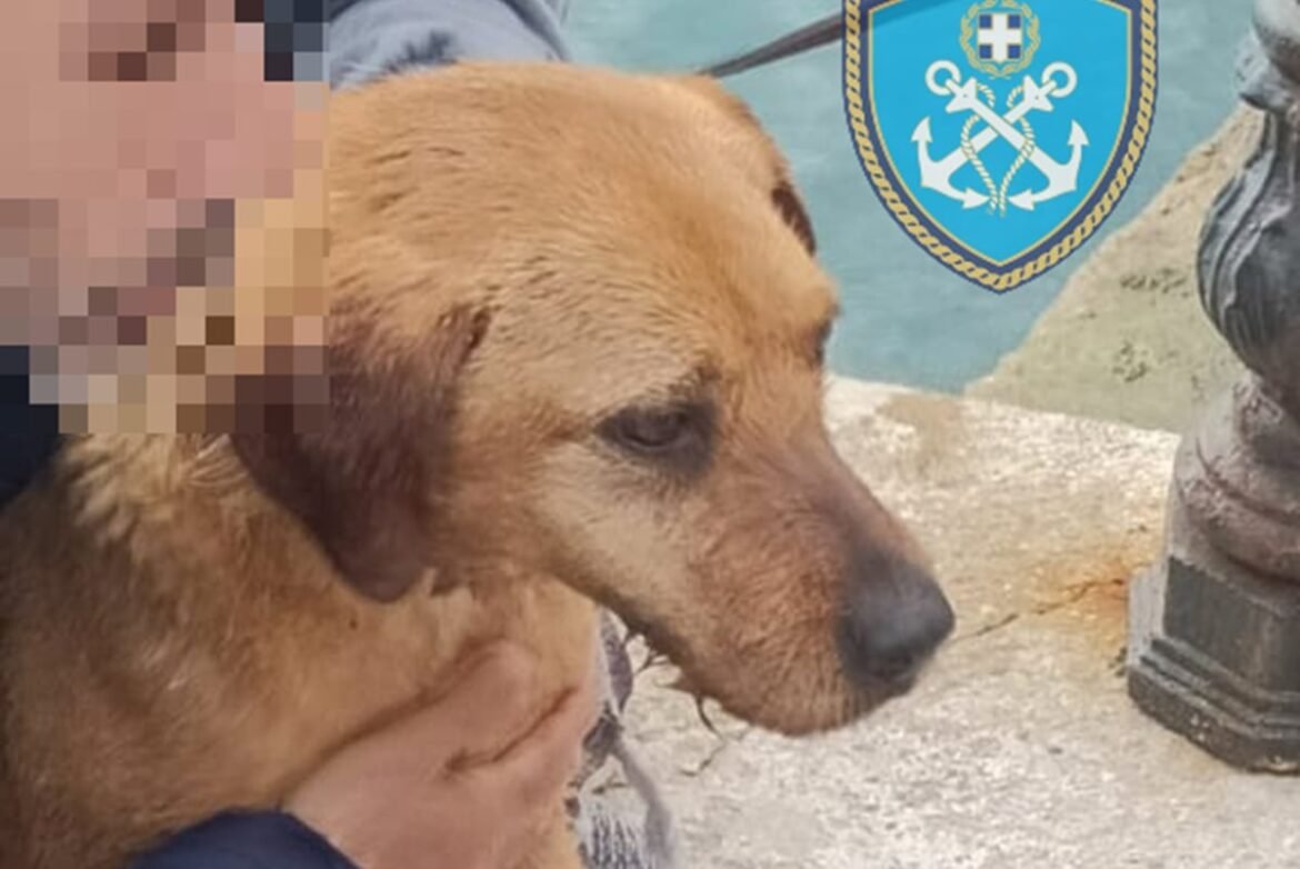 Ραφήνα: Δραματική επιχείρηση διάσωσης σκύλου που βρέθηκε να κολυμπά στο λιμάνι – Συναρπαστικές φωτογραφίες!