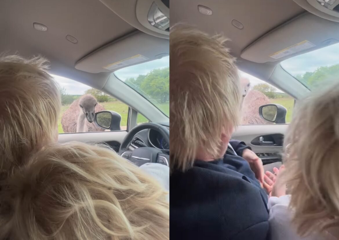 «Στρουθοκάμηλος επιτίθεται στον Μπόρις Τζόνσον – Δείτε το απίστευτο βίντεο!»