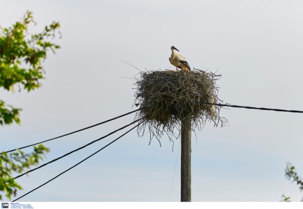 «Ο Λευκοπελαργός της Εγνατίας Επιστρέφει: Μια Συναρπαστική Ιστορία με Βίντεο»