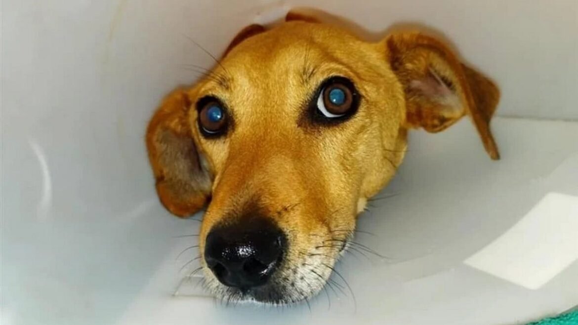 «Σοκ στην Κρήτη: Σκύλος βρέθηκε κακοποιημένος με θρυμματισμένα κόκαλα και σκάγια στο σώμα του»