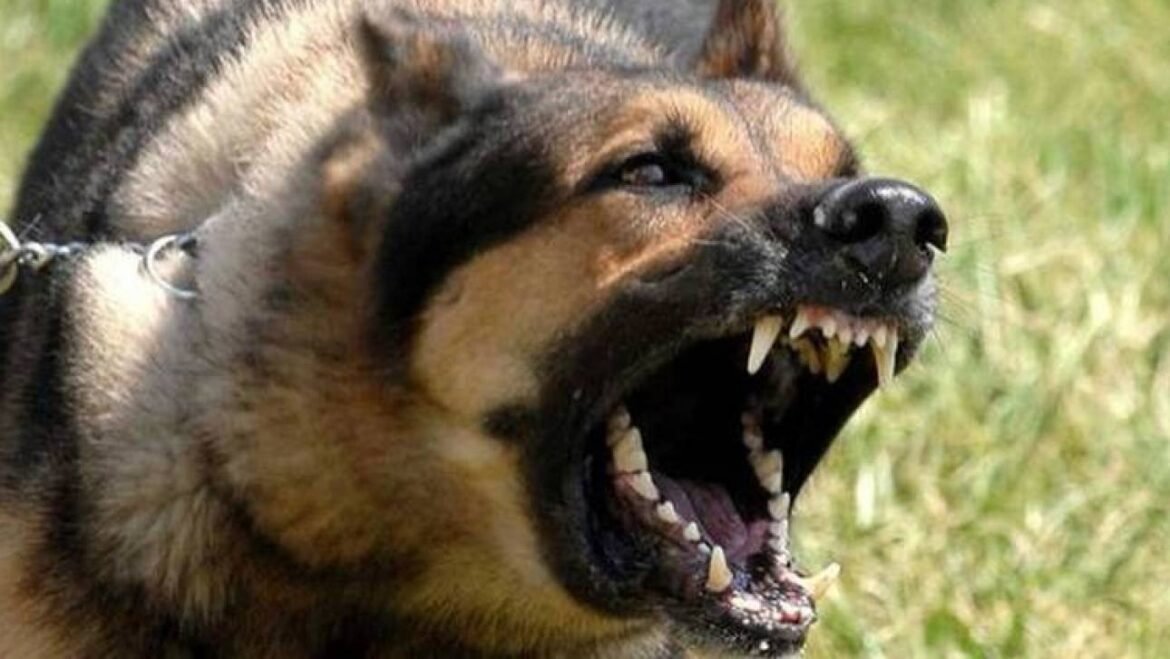 «Σοκ στη Βουλιαγμένη: Το σκυλί της μητέρας του Τσιτσιπά επιτίθεται σε άνδρα – Στο νοσοκομείο με τραυματισμούς – Δείτε τις φωτογραφίες»