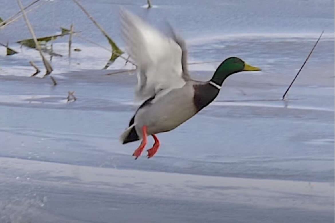 «Συναγερμός στην Ελβετία: Πάπια-καμικάζι πιάστηκε να παραβιάζει το όριο ταχύτητας!»