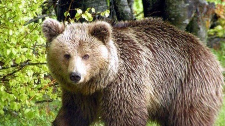 «Σοκ στην Καστοριά: Νεκρή αρκούδα με τραύμα από πυροβόλο όπλο»