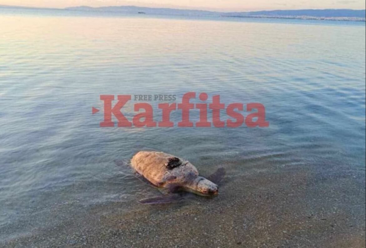 Θεσσαλονίκη: Σοκ από την ανακάλυψη νεκρής θαλάσσιας χελώνας στην παραλία της Περαίας – Δείτε το ΒΙΝΤΕΟ!