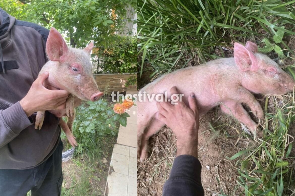 «Θεσσαλονίκη: Ο Πόρκι αναζητά την ιδανική οικογένεια – Βοηθήστε τον να βρει το σπίτι με αυλή που ονειρεύεται!»