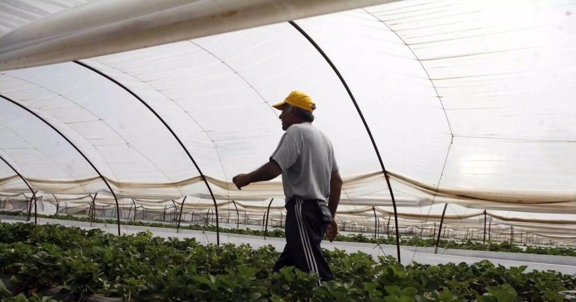 «Μεγάλες Ανατροπές στο Εμπόριο Αγροτικών Προϊόντων: Ο Καθοριστικός Ρόλος της ΑΑΔΕ»