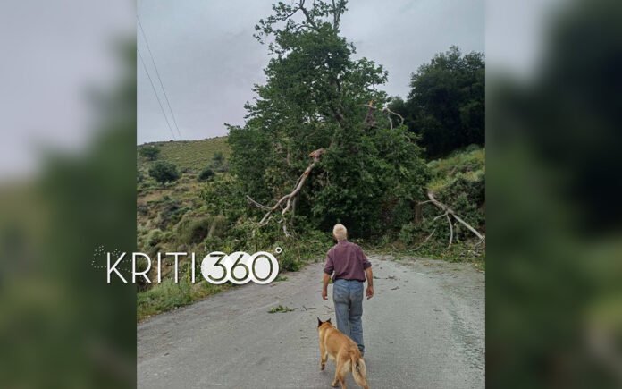 Κακοκαιρία στα Χανιά: Δέντρα πέφτουν και προκαλούν αναστάτωση