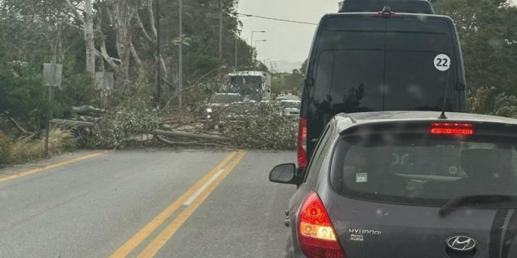Ρέθυμνο: Καταστροφικοί άνεμοι προκαλούν πτώσεις δέντρων και αναστάτωση στη δυτική Κρήτη