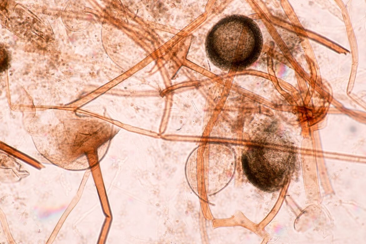 «Συναγερμός: Ο φονικός μύκητας που απειλεί τον πλανήτη λόγω κλιματικής αλλαγής»