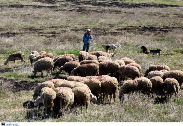 Ρέθυμνο: Δήλωσαν χιλιάδες ανύπαρκτα αιγοπρόβατα για τις επιδοτήσεις – «Βόσκουν στα βουνά» είπαν στους