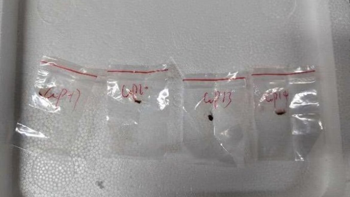 «Συναγερμός στις ΗΠΑ: Δύο Κινέζοι συλλαμβάνονται για απόπειρα εισαγωγής επικίνδυνου μύκητα – Το νέο «αγροτρομοκρατικό όπλο»»