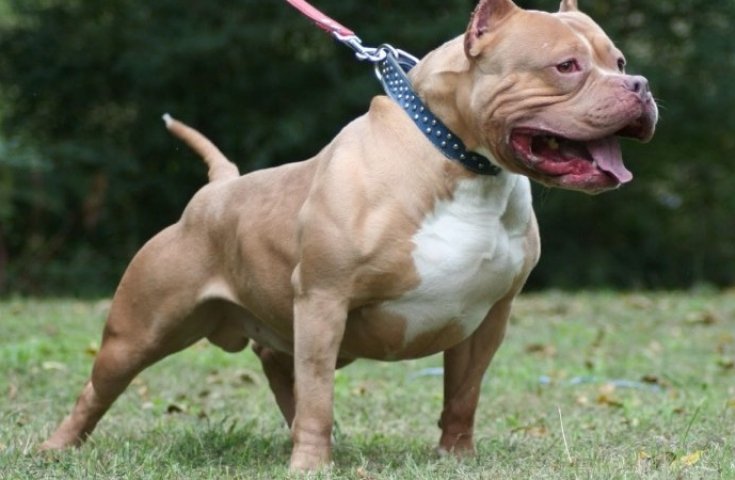 Θεσσαλονίκη: Πιτ-μπουλ δάγκωσε στην κοιλιά ένα 3χρονο αγόρι – Μεταφέρθηκε στο νοσοκομείο