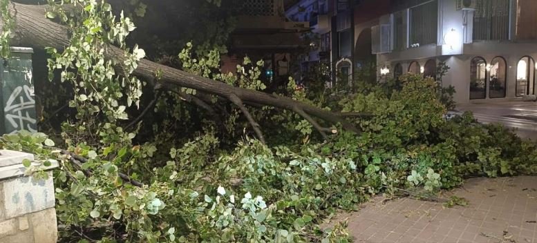 Βόλος: Ισχυροί άνεμοι που έφτασαν τα 8 μποφόρ ξερίζωσαν δέντρα στο κέντρο της πόλης – Δείτε φωτογραφίες 