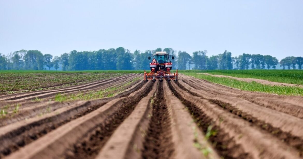 Aγώνας για την ντομάτα – Το Μεξικό αναμένεται να αυξήσει τις τιμές στο 10% στις ΗΠΑ