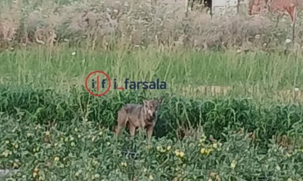 Φάρσαλα: Λύκος εμφανίστηκε ανάμεσα σε καλλιέργειες – Ανησυχία στους κατοίκους της περιοχής
