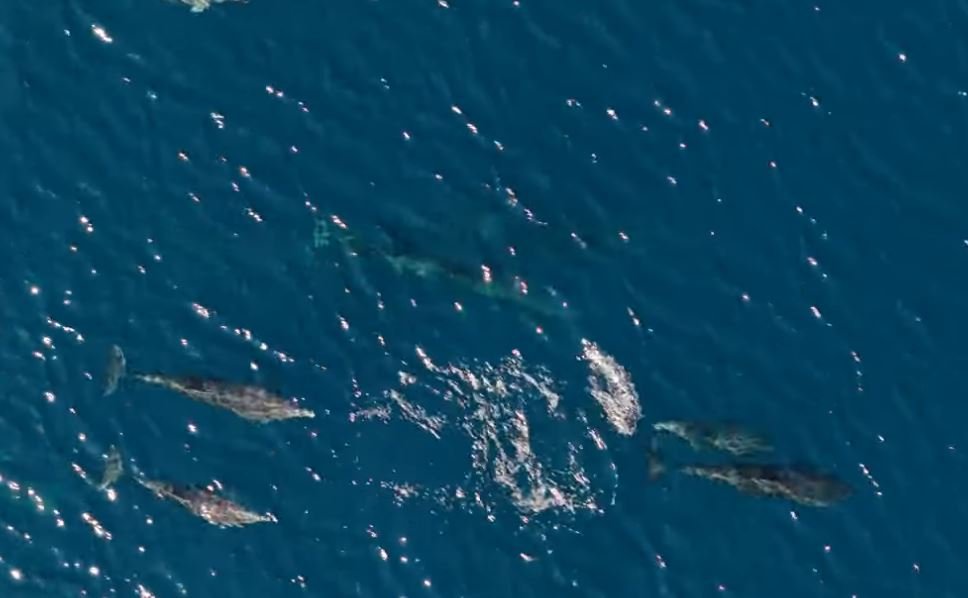 Μαγευτικό θέαμα στον Θεολόγο Φθιώτιδας: Περισσότερα από 100 δελφίνια «χορεύουν» στα νερά – Δείτε βίντεο