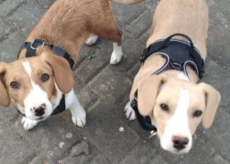 Από τους δρόμους της Θεσσαλονίκης στα σαλόνια της Ευρώπης: Νέα αρχή για 130 αδέσποτα ζώα – Στην Γερμανία ο