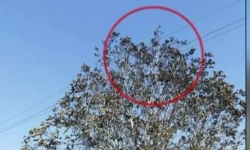 Πάτρα: Από βραχυκύκλωμα σε καλώδια φέρεται να ξεκίνησε η καταστροφική φωτιά – Τι κατέθεσε μάρτυρας για τον