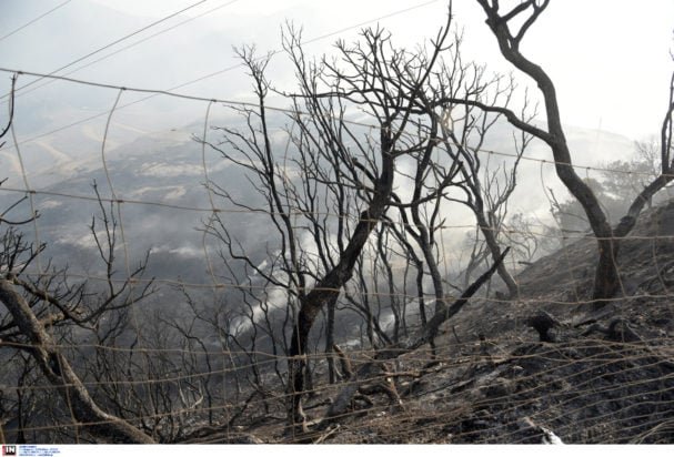 Φωτιές – Λαγουβάρδος: 454.000 καμένα στρέμματα μέχρι σήμερα στην Ελλάδα για το 2025 – Πόσα έγιναν στάχτη