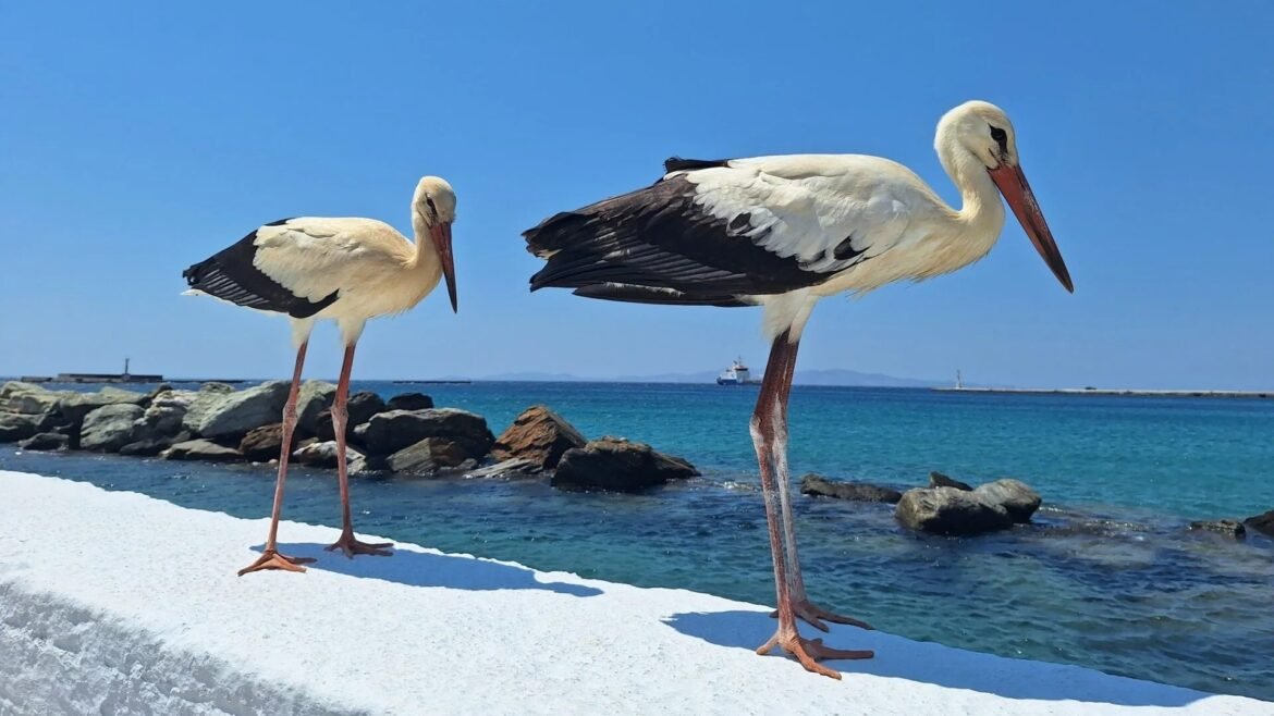 Πελαργοί έκαναν την εμφάνισή τους στην πόλη της Τήνου – ΦΩΤΟ