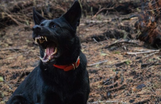 Βόλος: Θύμα επίθεσης από σκυλιά έπεσε 60χρονος που πήγε για τρέξιμο – «Η Παναγία με βοήθησε και έφυγα»