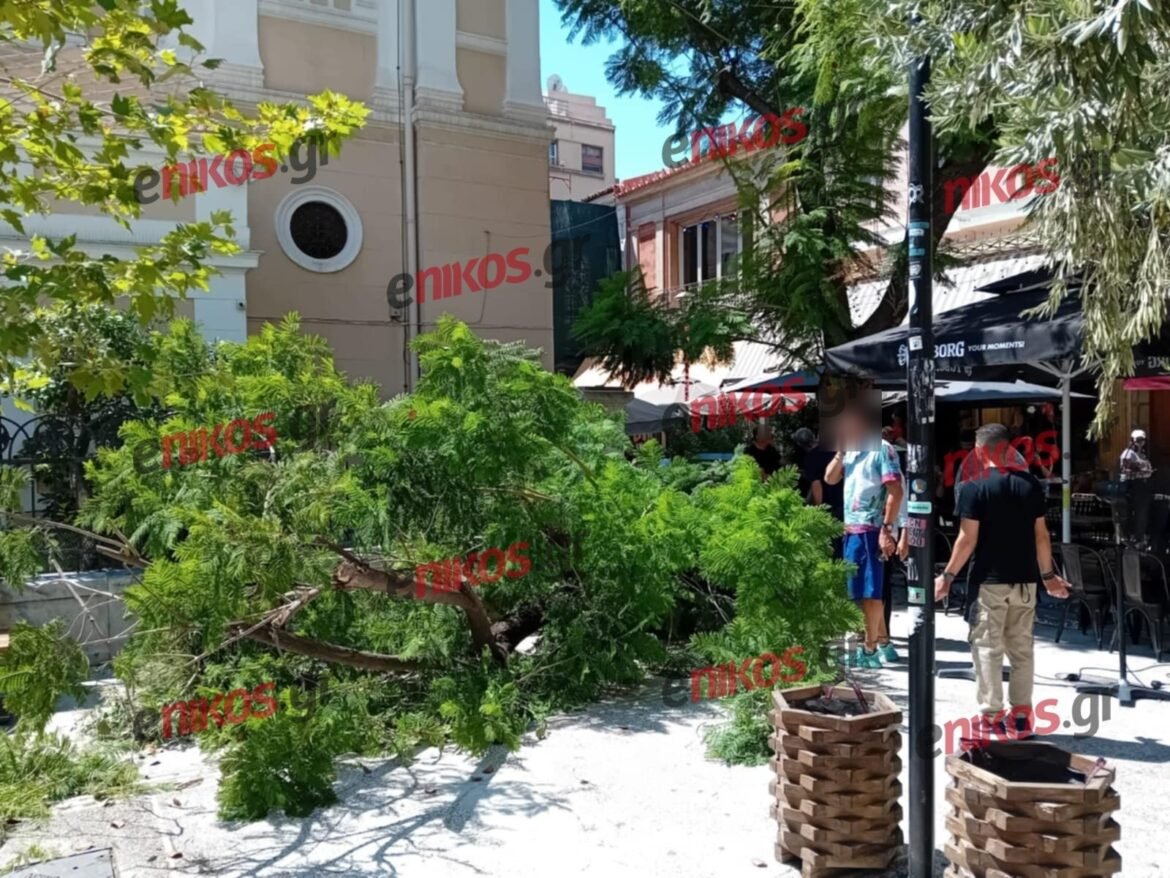Δήμος Αθηναίων για την πτώση δέντρου στην πλατεία Αγίας Ειρήνης: «Oφείλεται σε αναρρίχηση αγνώστου, το βάρος