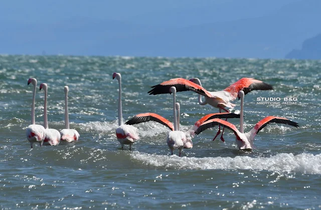 Μοναδικό θέαμα στο Ναύπλιο: Φλαμίνγκο σε εντυπωσιακές πτήσεις – ΦΩΤΟ