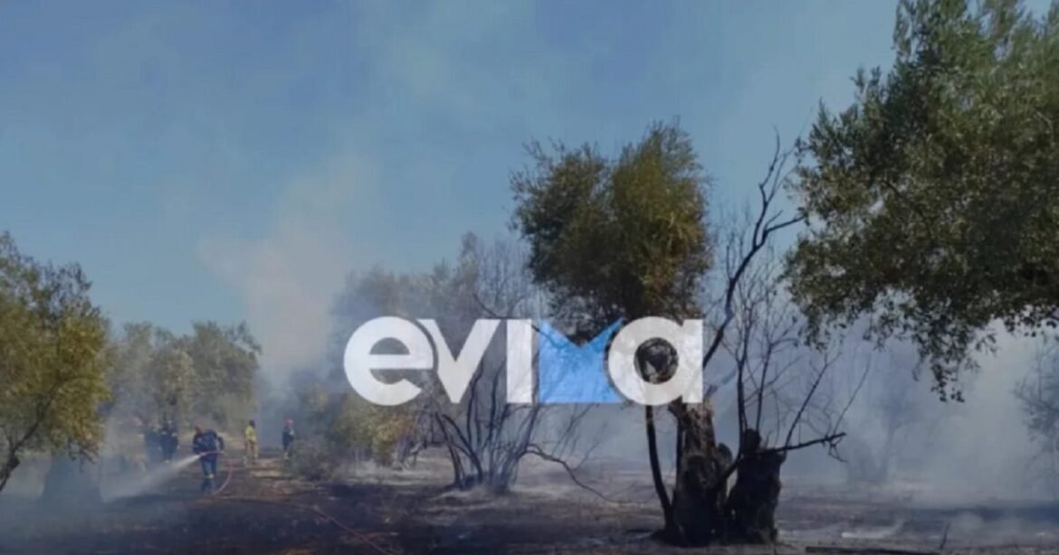 Βόρεια Εύβοια: Φωτιά σε αγροτική έκταση με ελιές στα Κανατάδικα – Τραυματίστηκε ένας άνθρωπος
