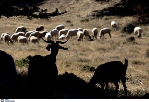 Αχαΐα: Δυο μήνες εξαπλωνόταν κρυφά η ευλογιά των αιγοπροβάτων – Η ΠΔΕ συντάσσει φάκελο αναζήτησης ευθυνών