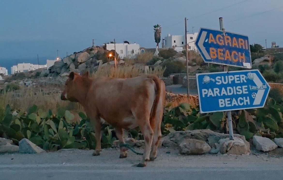 Μύκονος: Μεγάλο δίλημμα για μία αγελάδα στην Μύκονο – «Super Paradise ή Αγράρι;» – ΒΙΝΤΕΟ