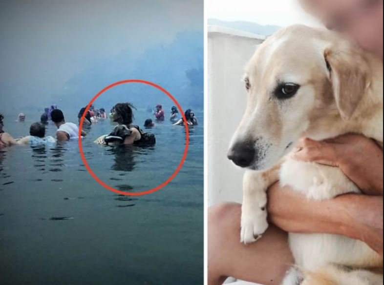 Μάτι: Πέθανε ο Αμόρ ο σκύλος – ήρωας που έγινε σύμβολο της τραγωδίας