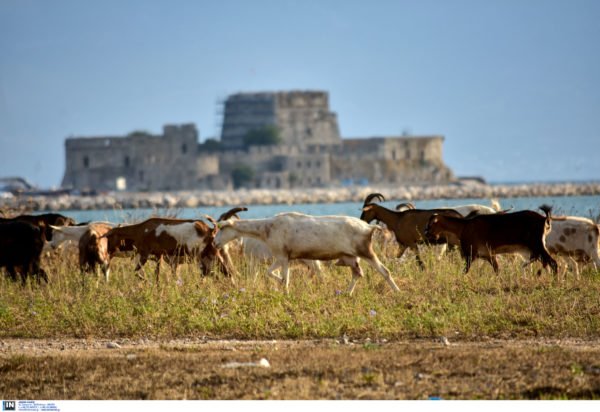 Ευλογιά στα αιγοπρόβατα: Το σχέδιο δράσης και ο κίνδυνος lockdown – Κινητοποιήσεις από τους αγρότες