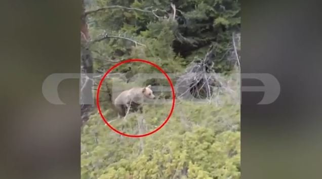 Δράμα: Βίντεο ντοκουμέντο από την θανατηφόρα επίθεση της αρκούδας στον 61χρονο ορειβάτη