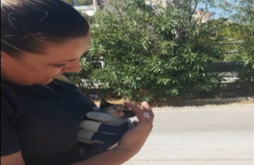 Βούλα: Υπάλληλοι του δήμου έσωσαν γατάκι που έπεσε σε φρεάτιο