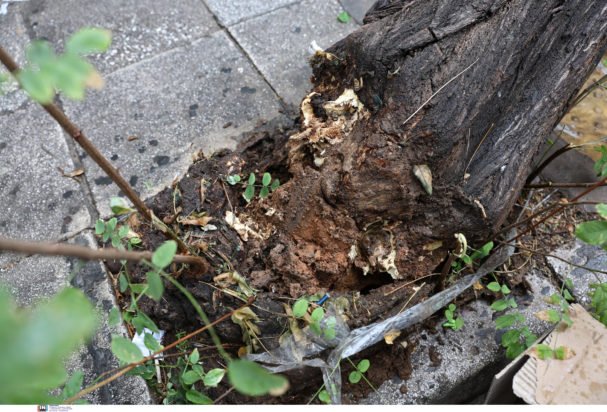 Δήμος Αθηναίων για πτώση δέντρου στην Μπενάκη: Είχε ελεγχθεί πρόσφατα από τους γεωπόνους και βρισκόταν σε