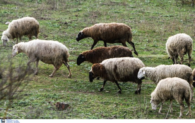 Ευλογιά αιγοπροβάτων: Κτηνοτρόφοι της Θεσσαλίας καταγγέλλουν παράνομους και ανεπίσημους εμβολιασμούς – Τι
