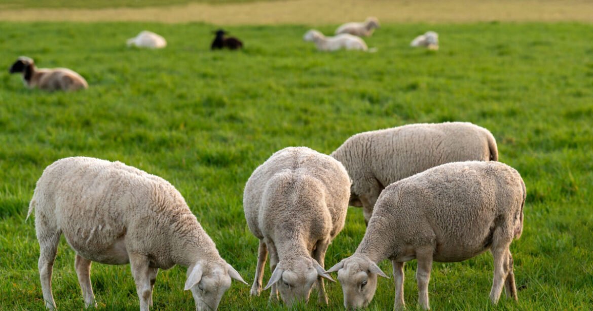 Ευλογιά αιγοπροβάτων: Ρεκόρ θανατώσεων το Σεπτέμβριο, έχουν φτάσει τις 327.868 – Όλα τα νέα μέτρα