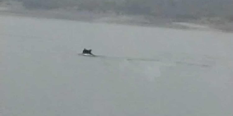 Κοζάνη: Αρκούδα κολυμπά στη λίμνη Πολυφύτου – Δείτε βίντεο