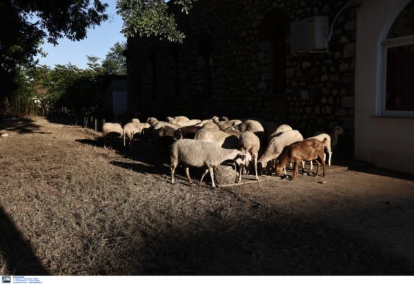 Αχαΐα: Σύσκεψη στην για την ευλογιά των αιγοπροβάτων – «Στόχος μας να αποφύγουμε το lockdown»