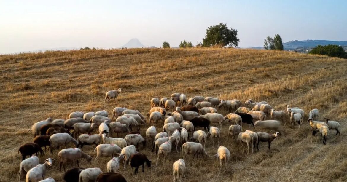 Ευλογιά στα αιγοπρόβατα: Αποζημιώσεις στους κτηνοτρόφους και μέτρα ανάσχεσης της κρίσης – Στη Βουλή η Πράξη Νομοθετικού Περιεχομένου
