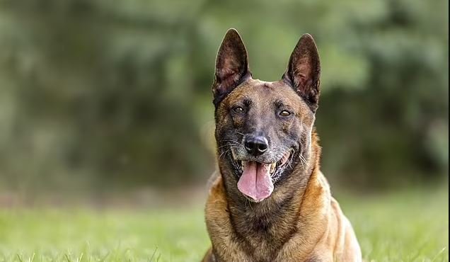 Κτηνωδία στη Λίμνη Ευβοίας: Πυροβόλησαν και σκότωσαν αδέσποτο σκύλο