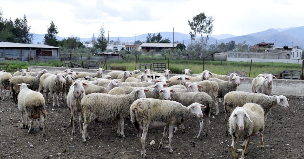 Ευλογιά αιγοπροβάτων: Έρχονται αποζημιώσεις express για θανατώσεις και ζωοτροφές – Εξετάζονται προκαταβολές