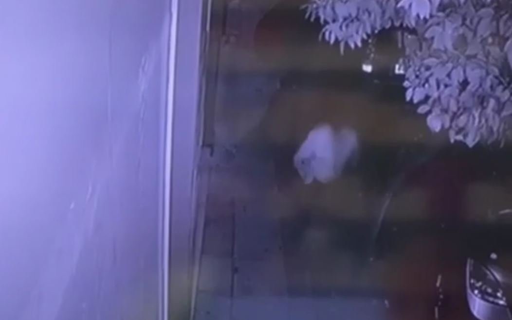 Καλλιθέα: Δύο εισαγγελικές παραγγελίες για εγκλεισμό σε βάρος του 50χρονου – Τι είπαν οι αστυνομικοί για το