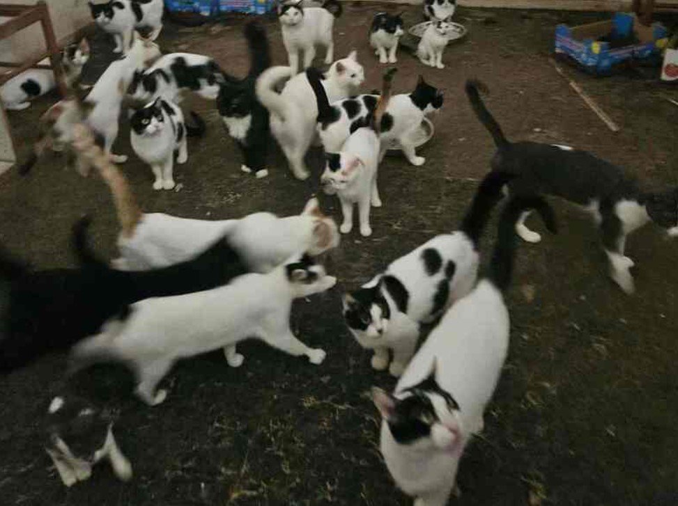 Σοκ στην Πάτρα: 28 γάτες απόμακρύνθηκαν από σπίτι όπου ζούσαν σε άθλιες συνθήκες – Βρέθηκε κι ένας σκελετός