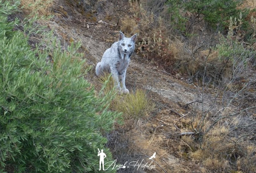 Μυθικό αιλουροειδές με λευκισμό φωτογραφήθηκε για πρώτη φορά – Ο σπάνιος λύγκας