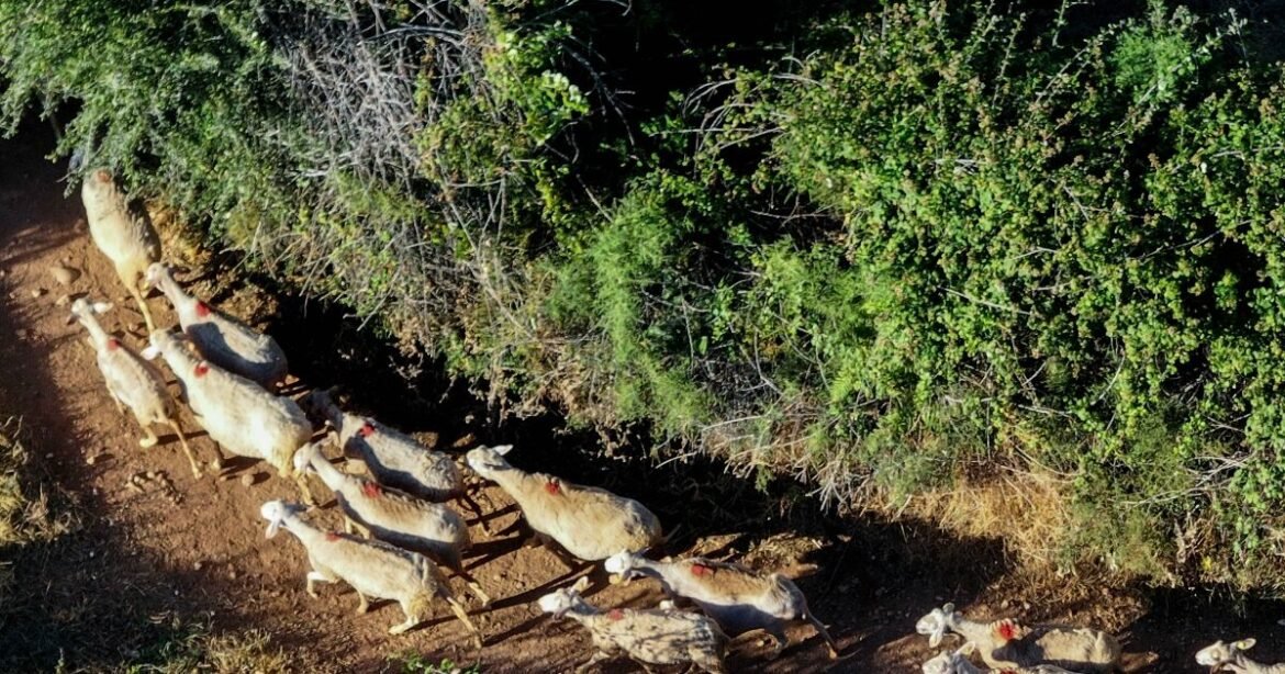 Επιτροπή Διαχείρισης και Ελέγχου της Ευλογιάς των Αιγοπροβάτων: Αλλοιωμένη η επιδημιολογική εικόνα της νόσου