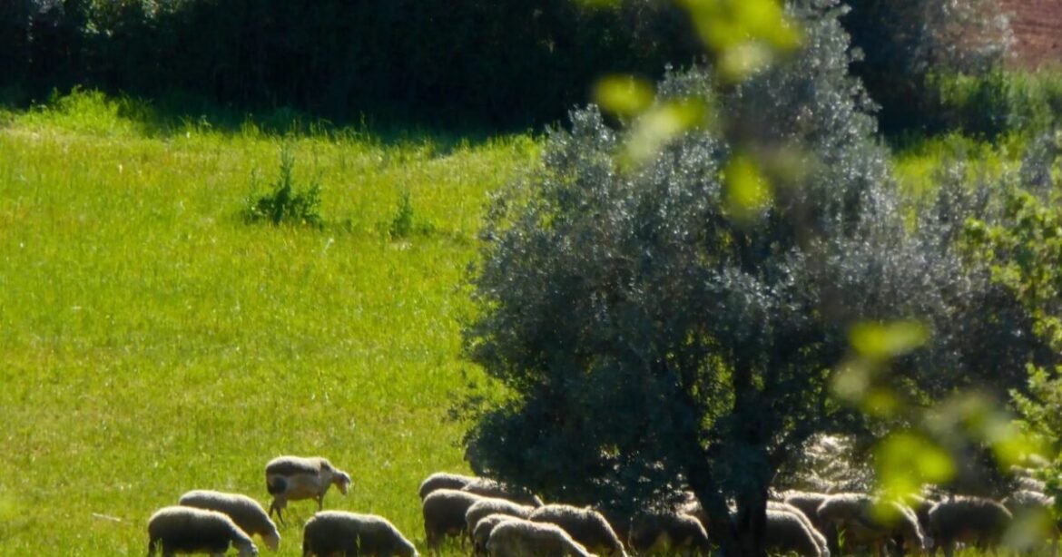 Διπλή ασπίδα για τους κτηνοτρόφους: Το τακτικό πακέτο μέσω νέου «ΟΠΕΚΕΠΕ» και το έκτακτο μέσω ΠΝΠ