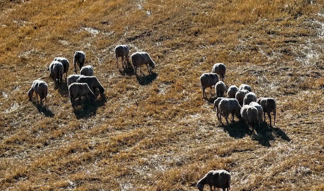 Ευλογιά αιγοπροβάτων: Νέο μηνιαίο ρεκόρ στις θανατώσεις – Ξεπέρασαν τις 75.000 τον Οκτώβριο 2025